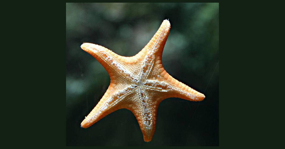Ukusebenzisa i-Keystone Experiment ukuze Uqonde Indlela Yesayensi