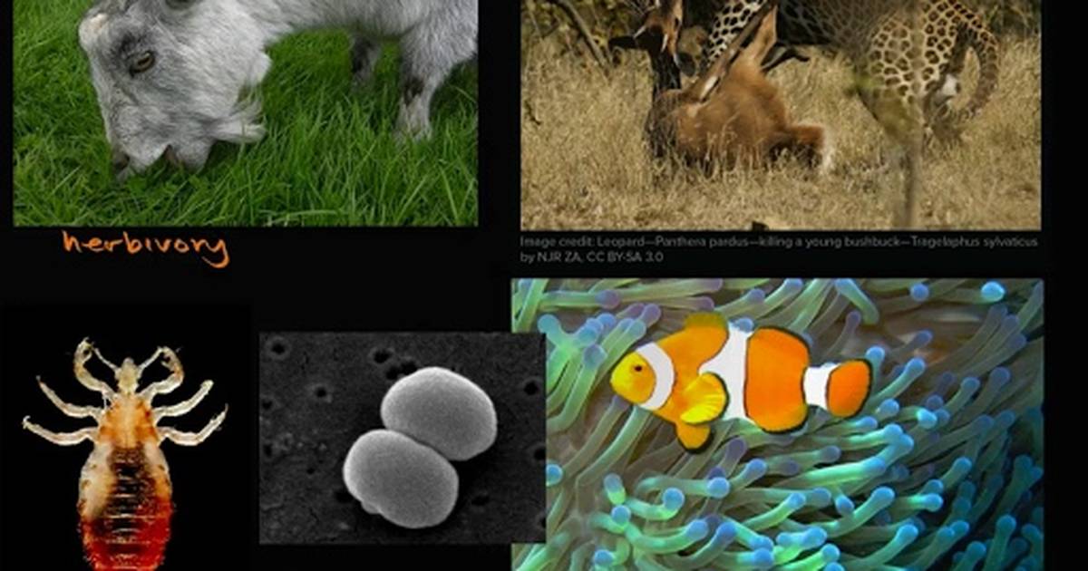 Interactions Between Populations