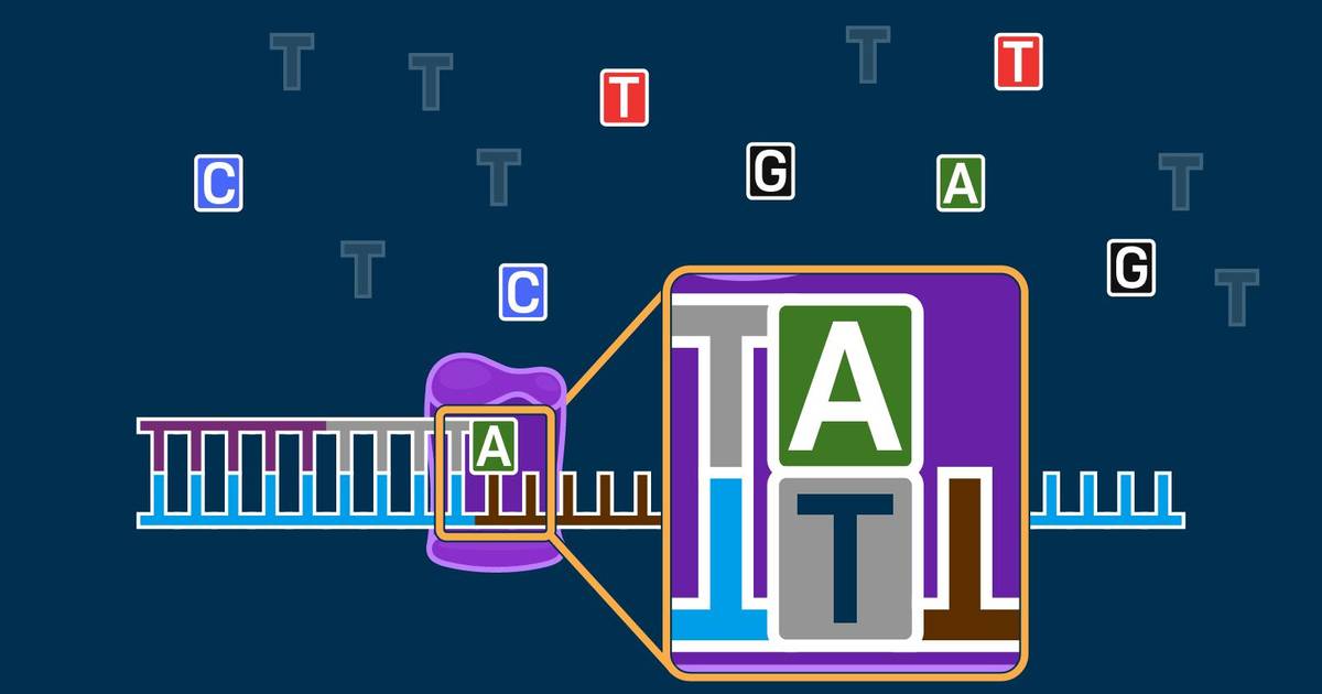 Sanger Sequencing