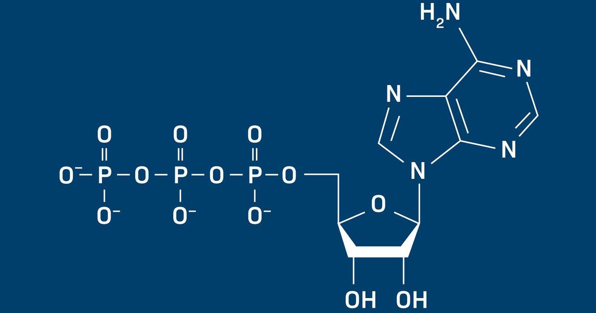 Macromolecule Structure and Function