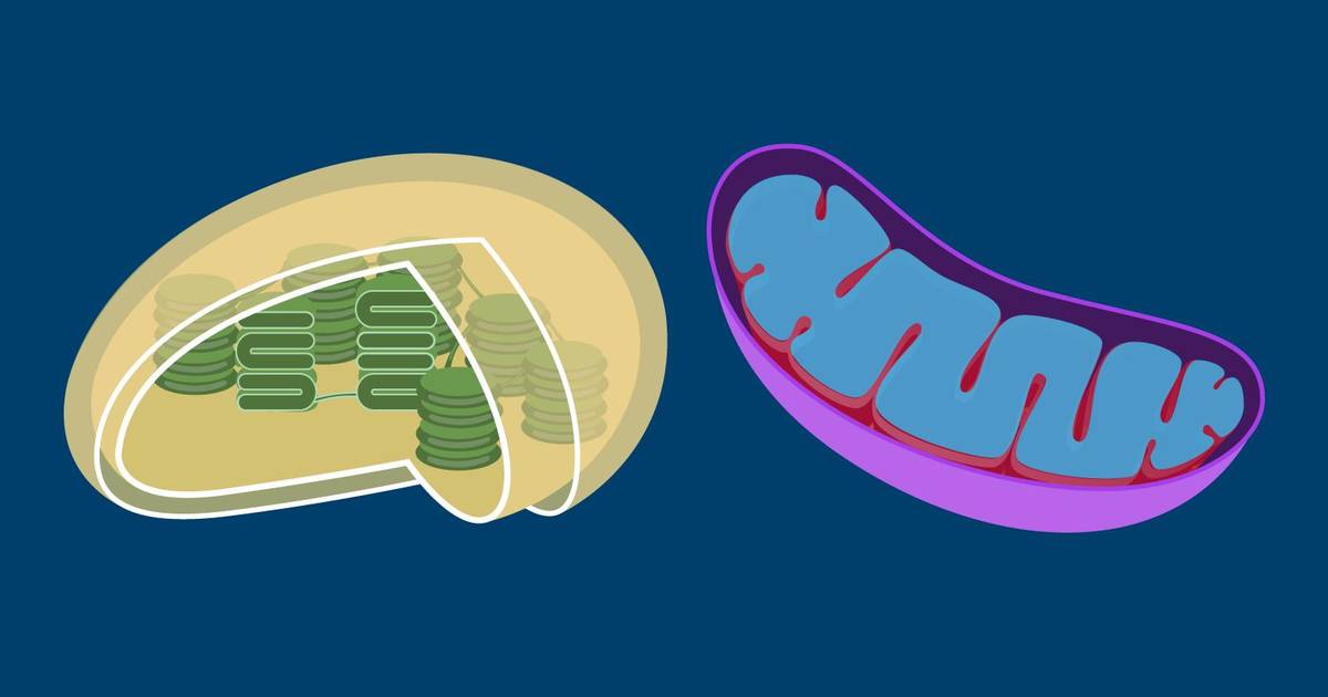 Endosymbiotic Organelles