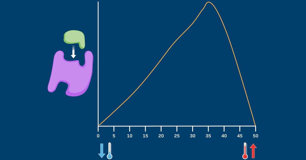 Environmental Impacts on Enzyme Function