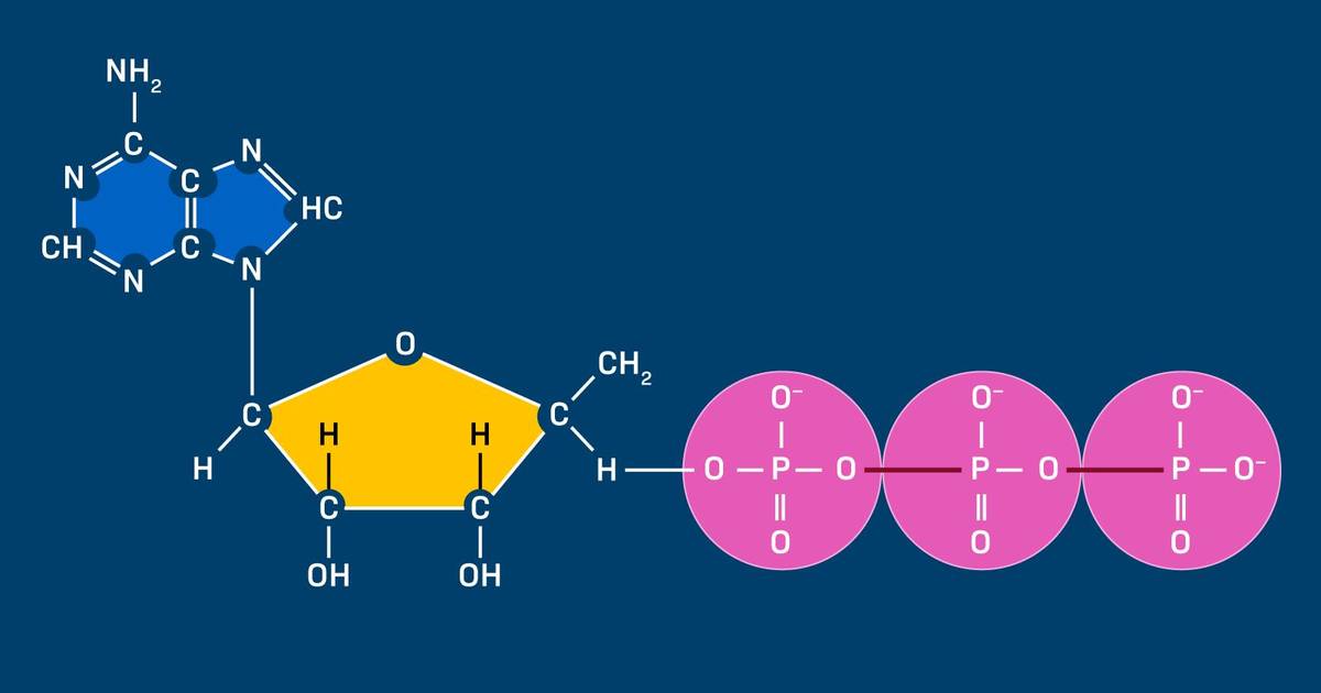 ATP and Energy in Living Systems