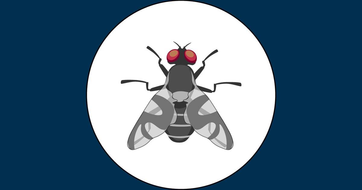 Energy, Behavior, and Populations