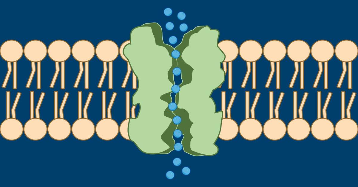 Aquaporins