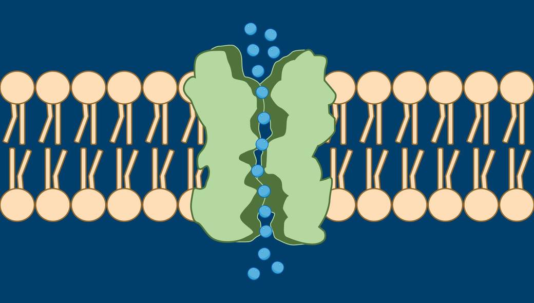 Example Of Facilitated Diffusion In Animals