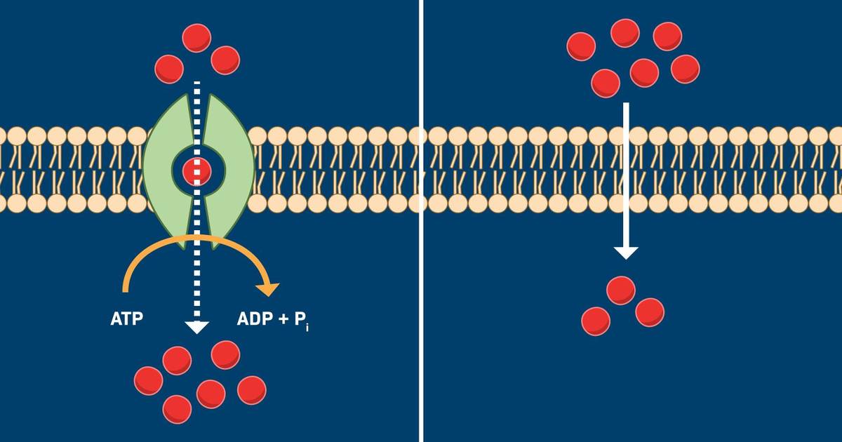 Active vs Passive Transport