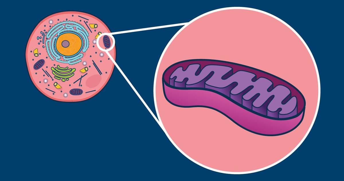 Cellular Respiration
