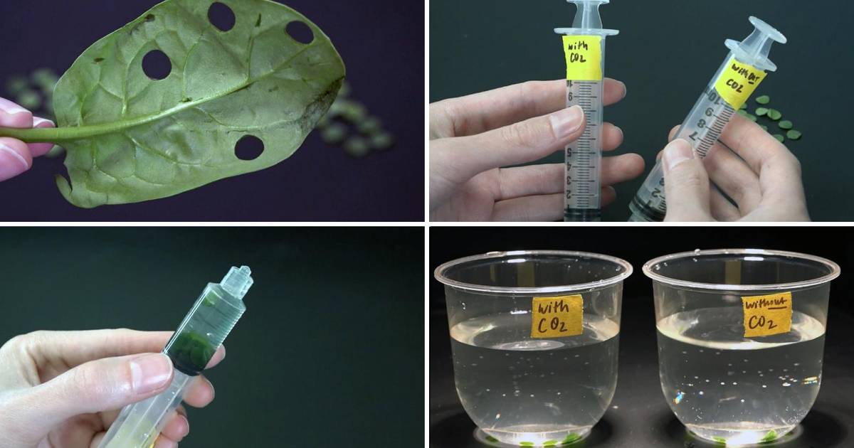 Measuring Photosynthesis: Leaf Disk Assay