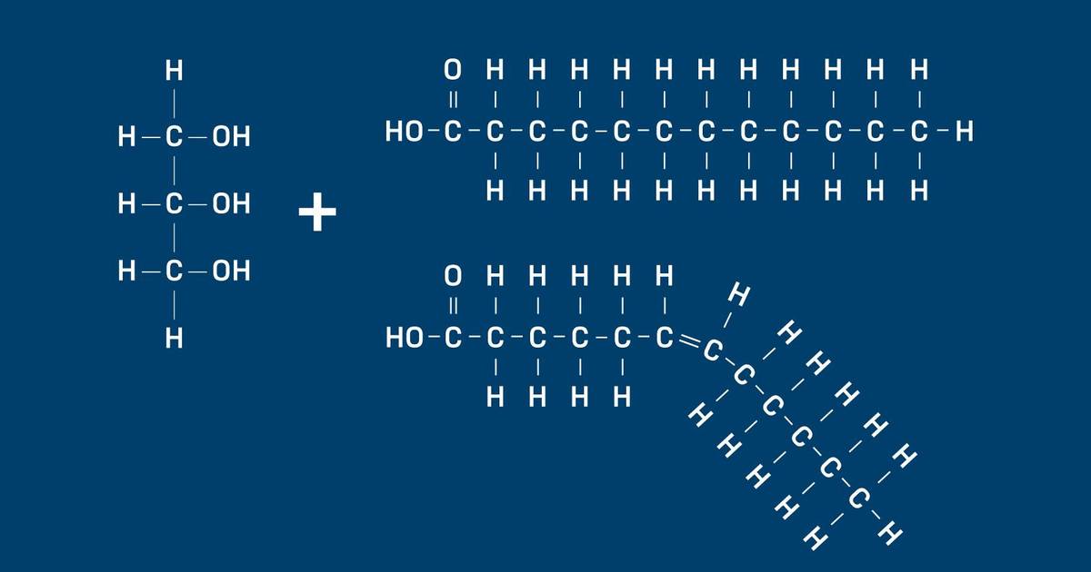 Lipid Structure
