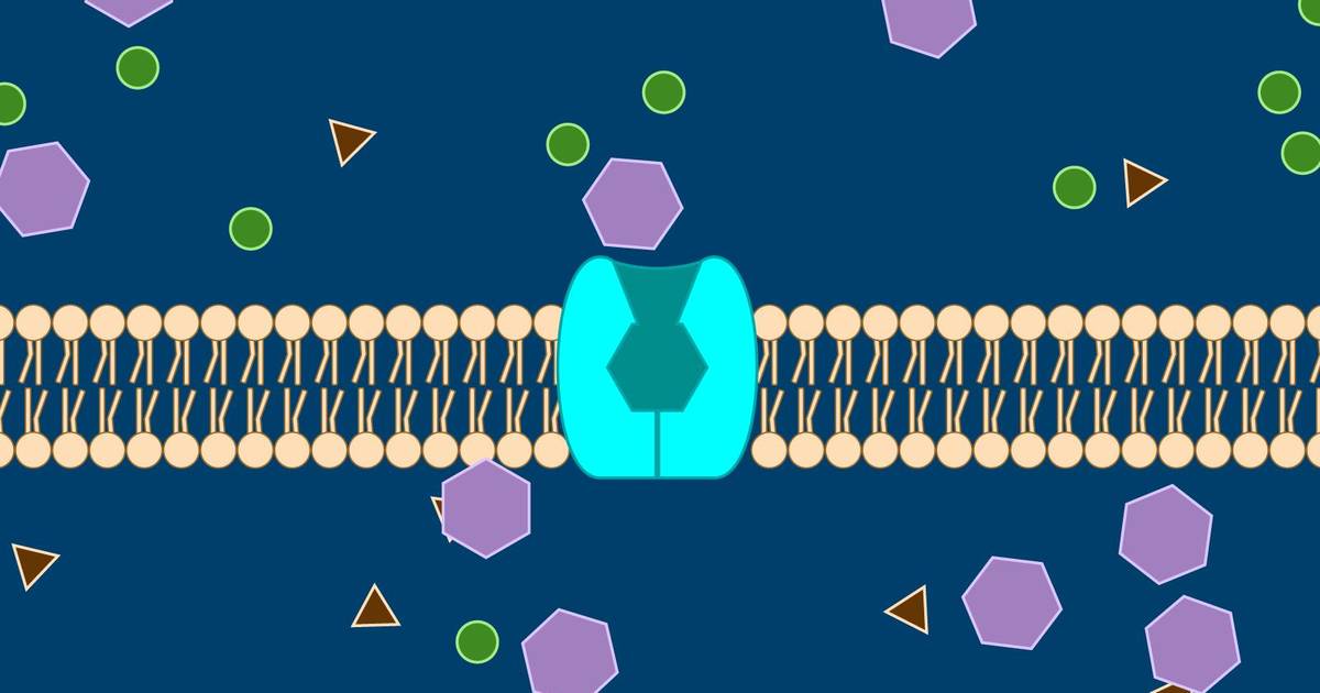 Cellular Transport