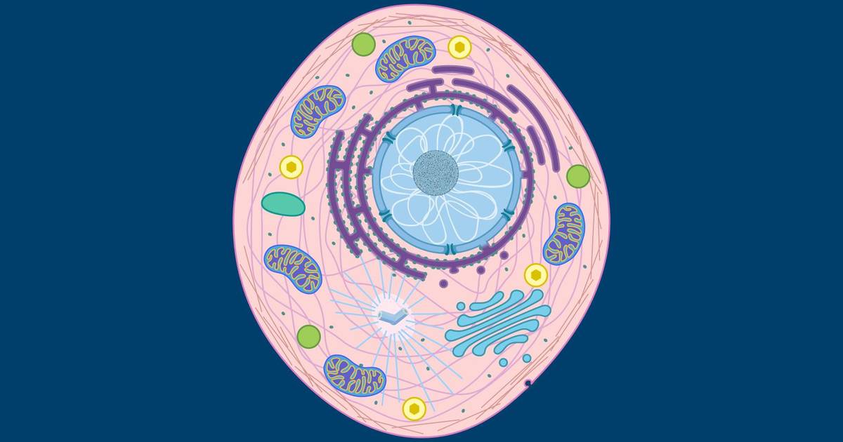 Cell Structure and Function