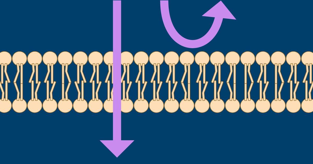 Cell Membranes and Permeability