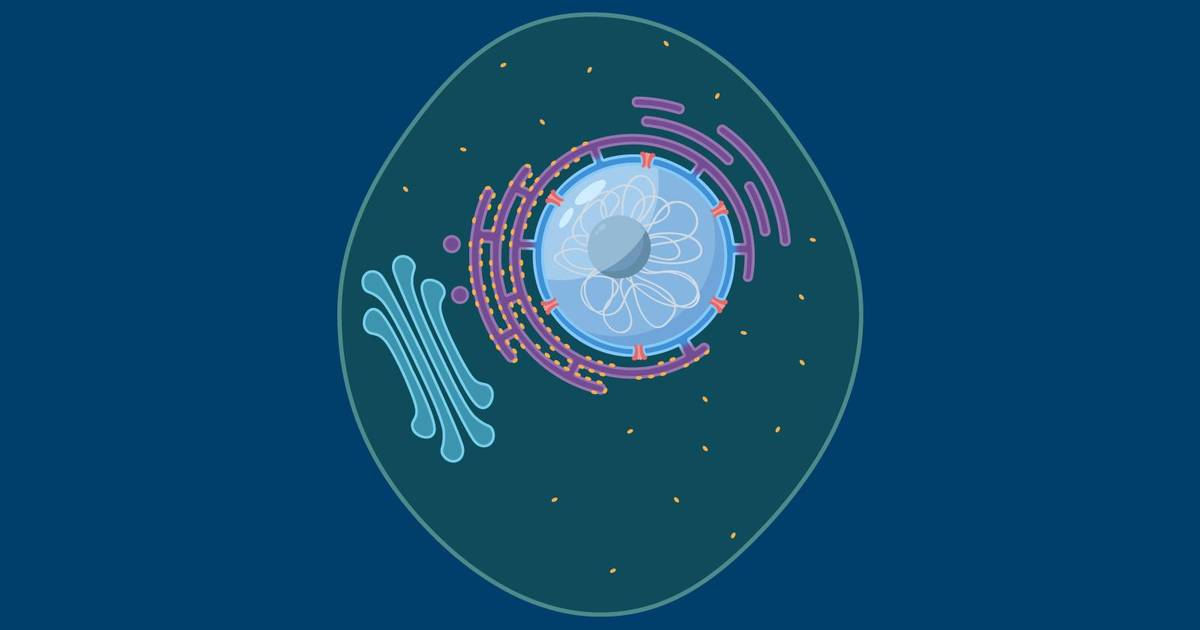 Proteins and the Endomembrane System