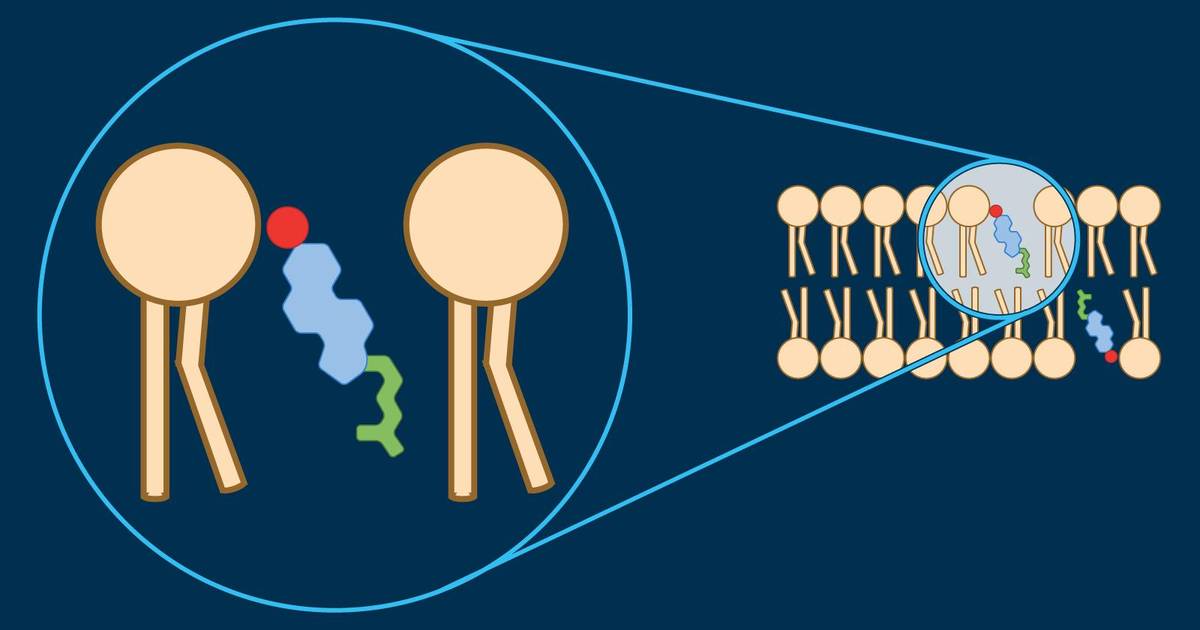Cholesterol and Its Influence on Membrane Fluidity