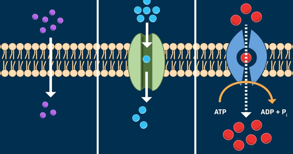 How Does Active Transport Differ from Passive Transport?