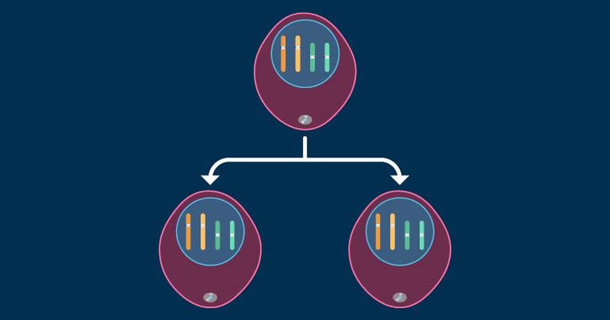 Introduction to Mitosis and Cytokinesis