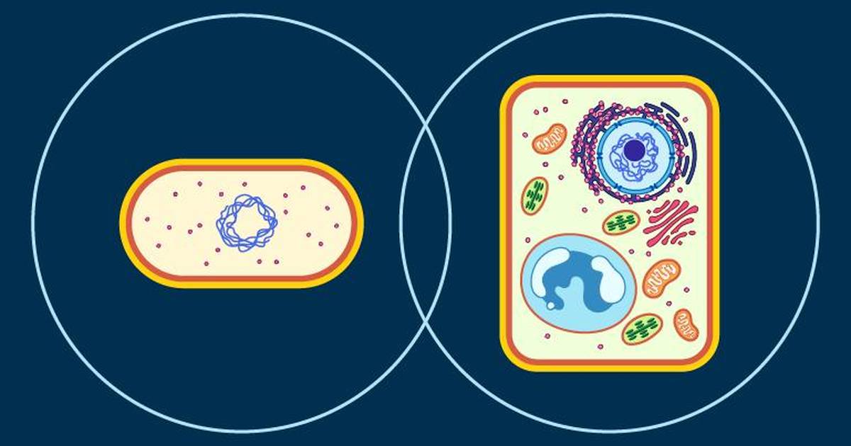 Prokaryotes vs. Eukaryotes