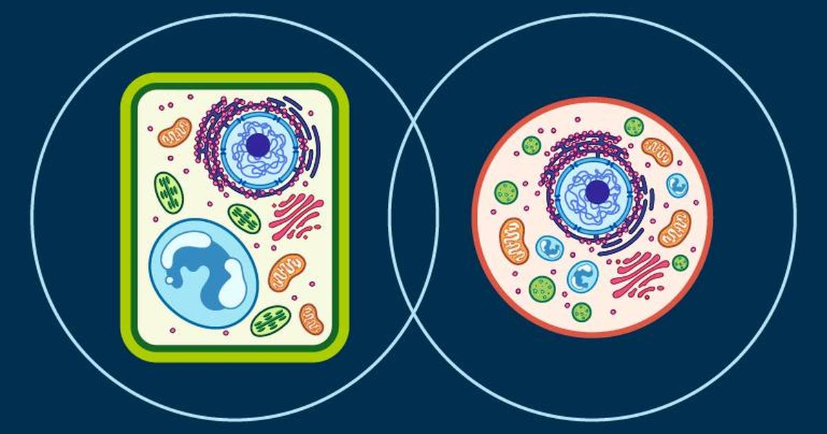 Plant vs Animal Cells