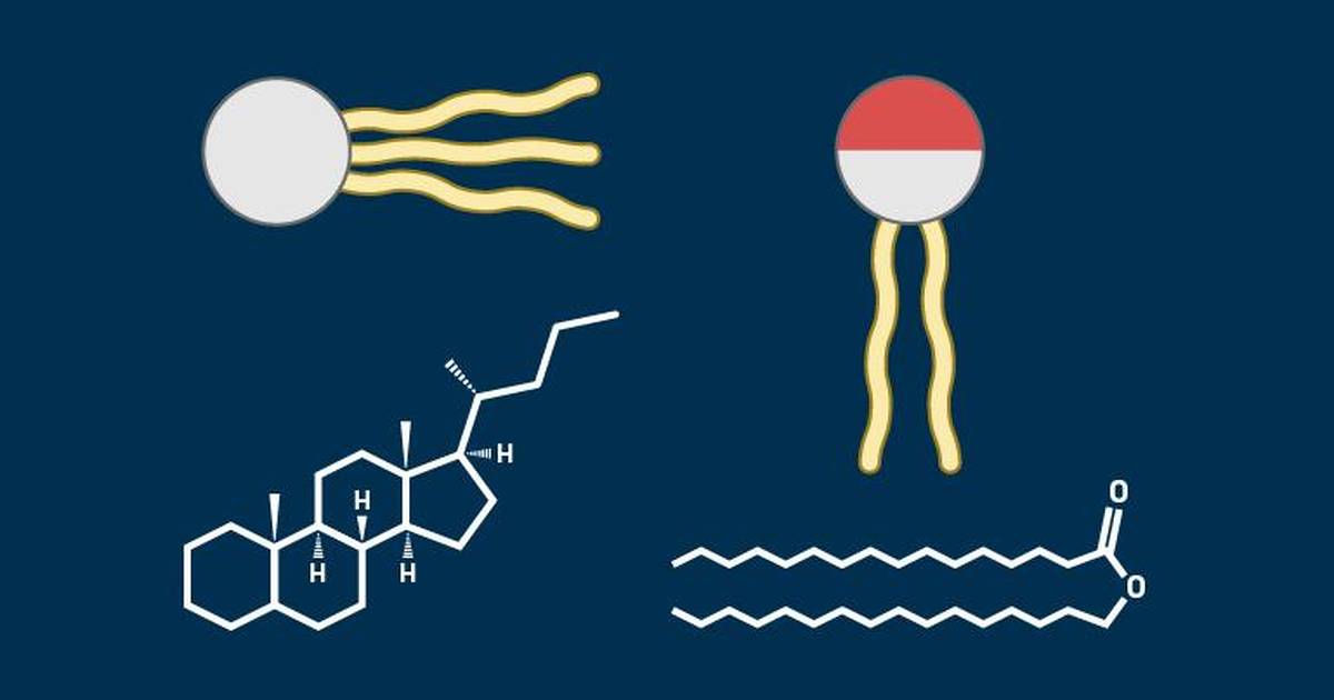 Lipids