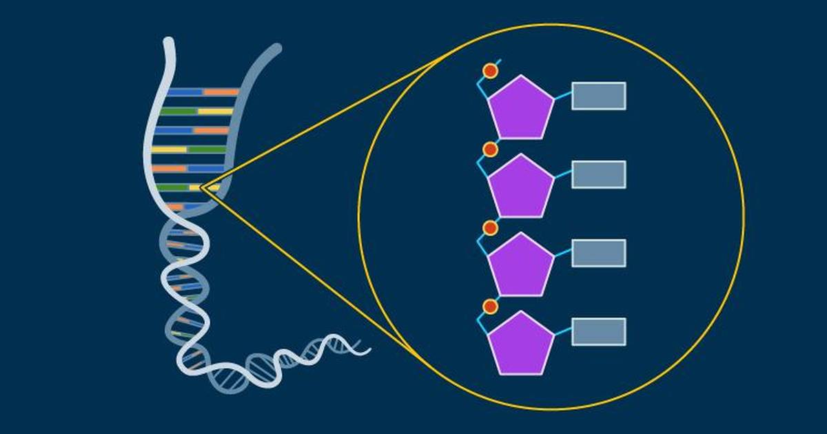 Nucleic Acids
