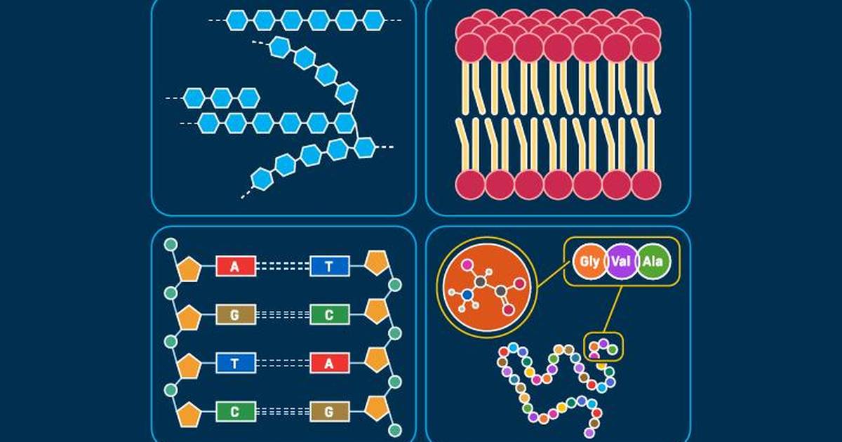 The Structure and Functions of Biomolecules