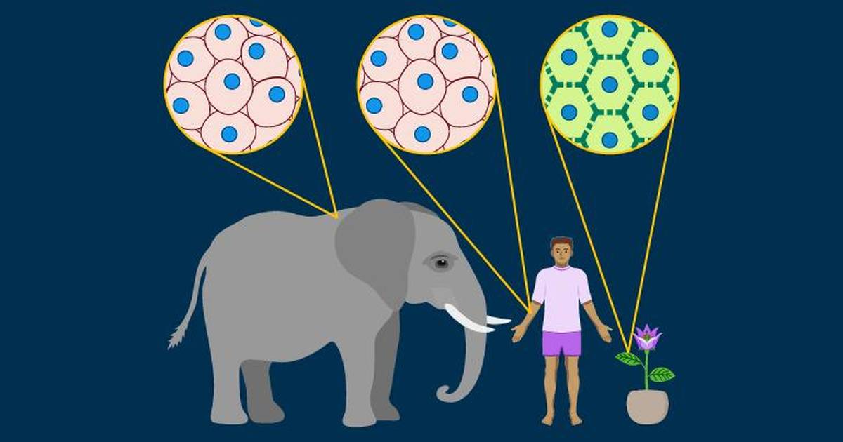 Why Are Cells So Small?