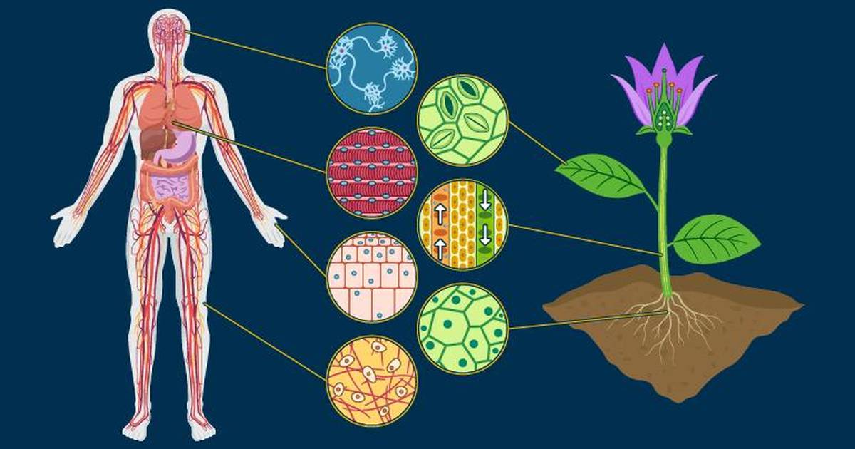Types of Eukaryotic Cells