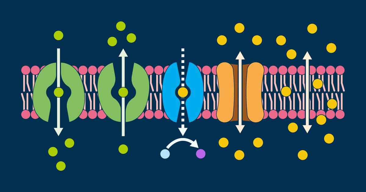 Cell Structures and Functions