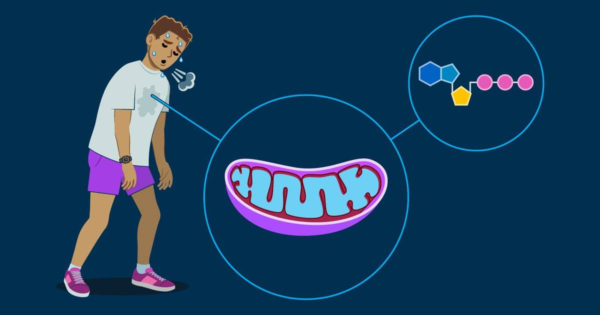 Aerobic vs. Anaerobic Metabolism