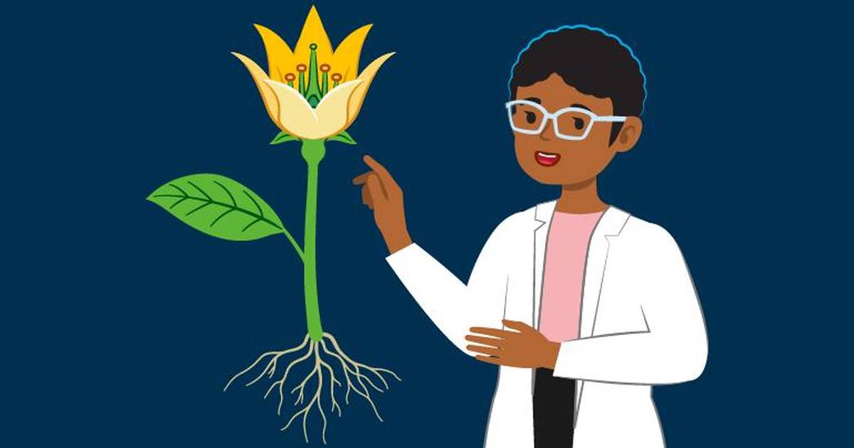Worksheet: Plant Dissection