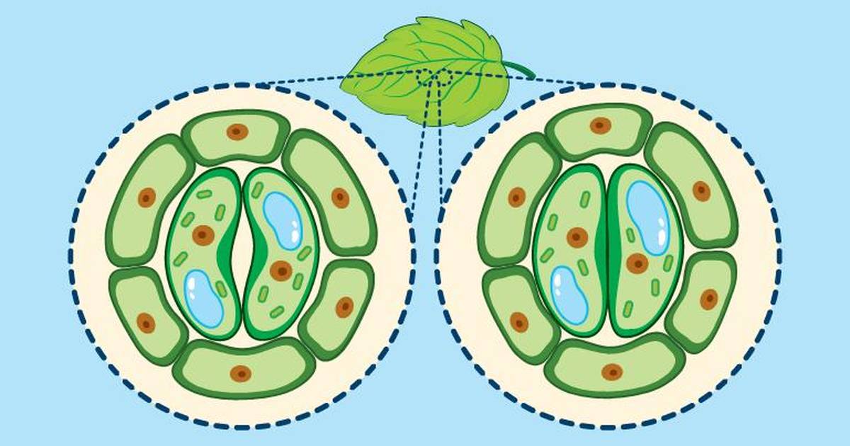 Stomata Exploration Virtual Lab