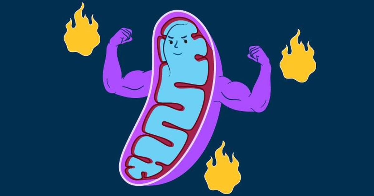 The Mighty Mitochondria