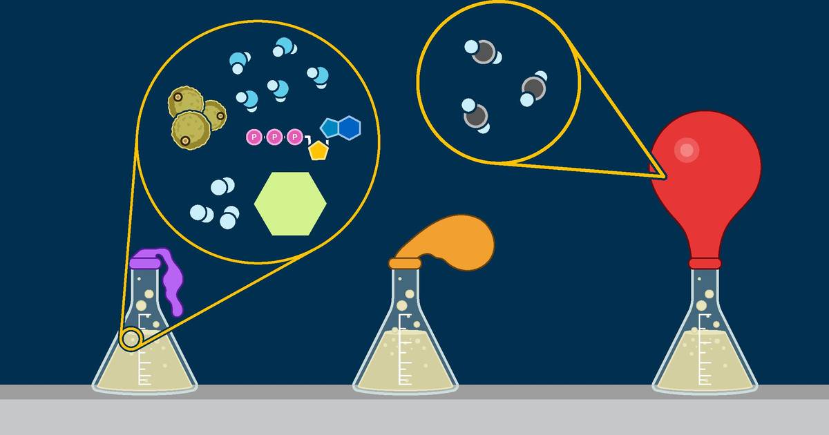 Cellular Respiration in Yeast Virtual Lab