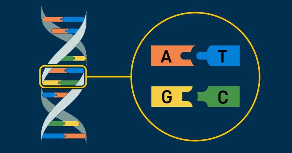 DNA Structure