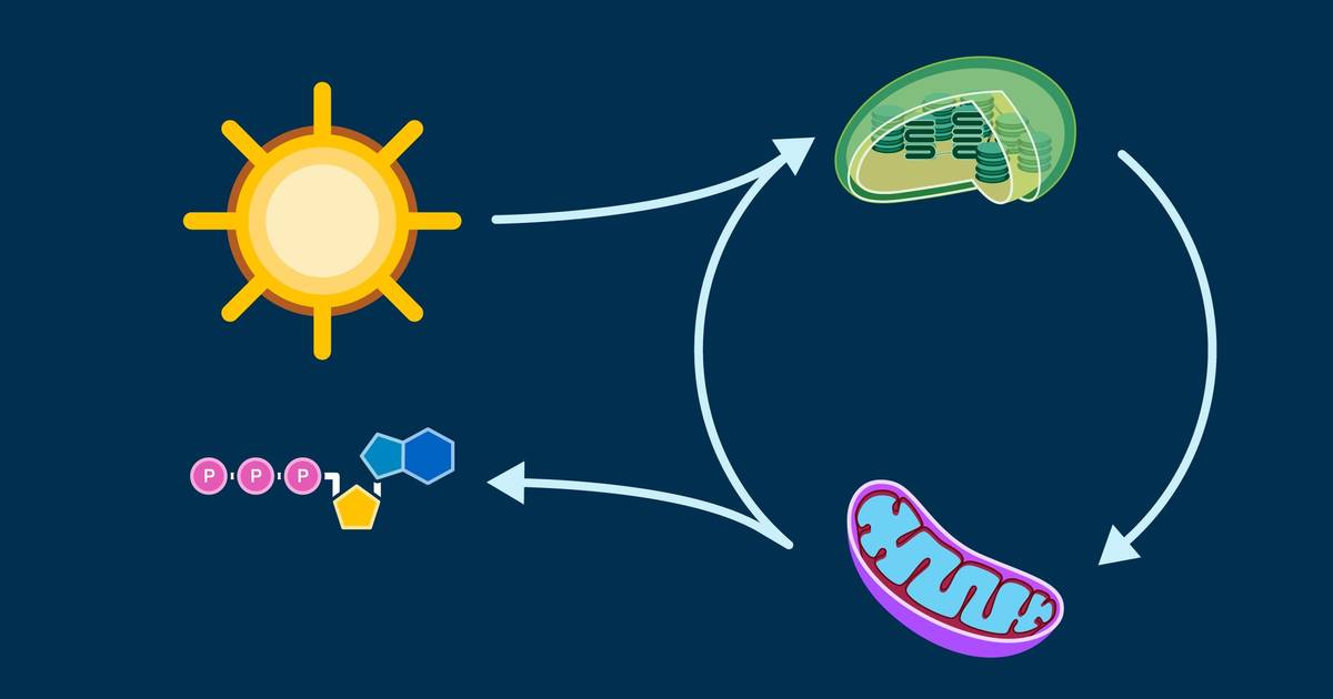 Cellular Metabolism