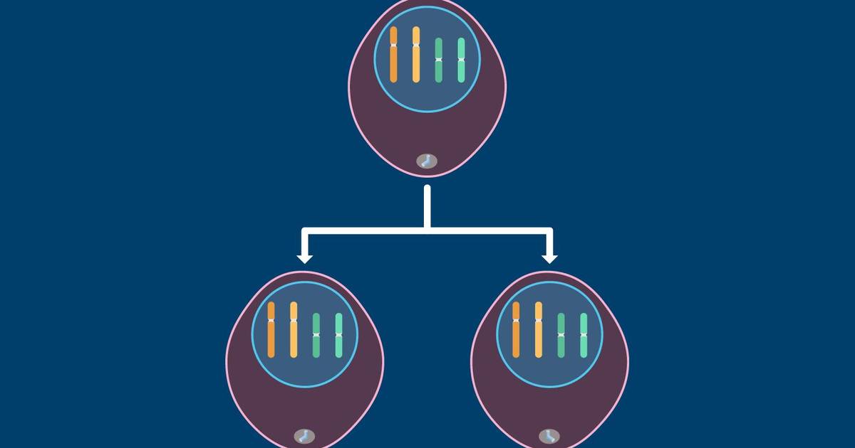 Mitosis and Cytokinesis: An Overview