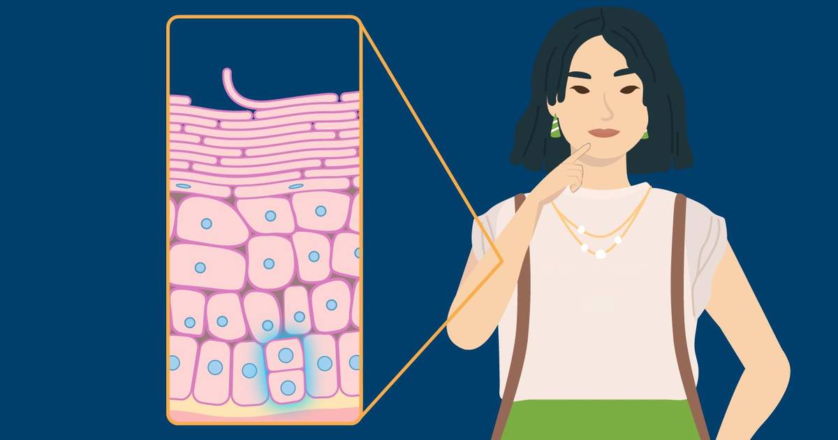 Mitosis and Cytokinesis in Animal Cells