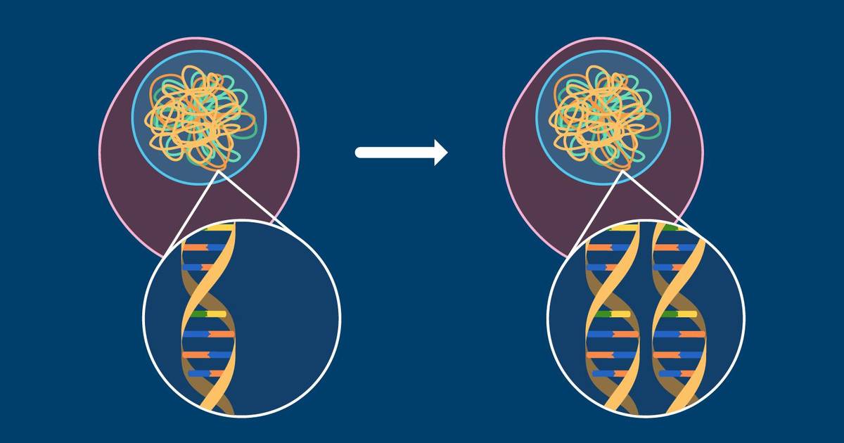 DNA Replication During Interphase
