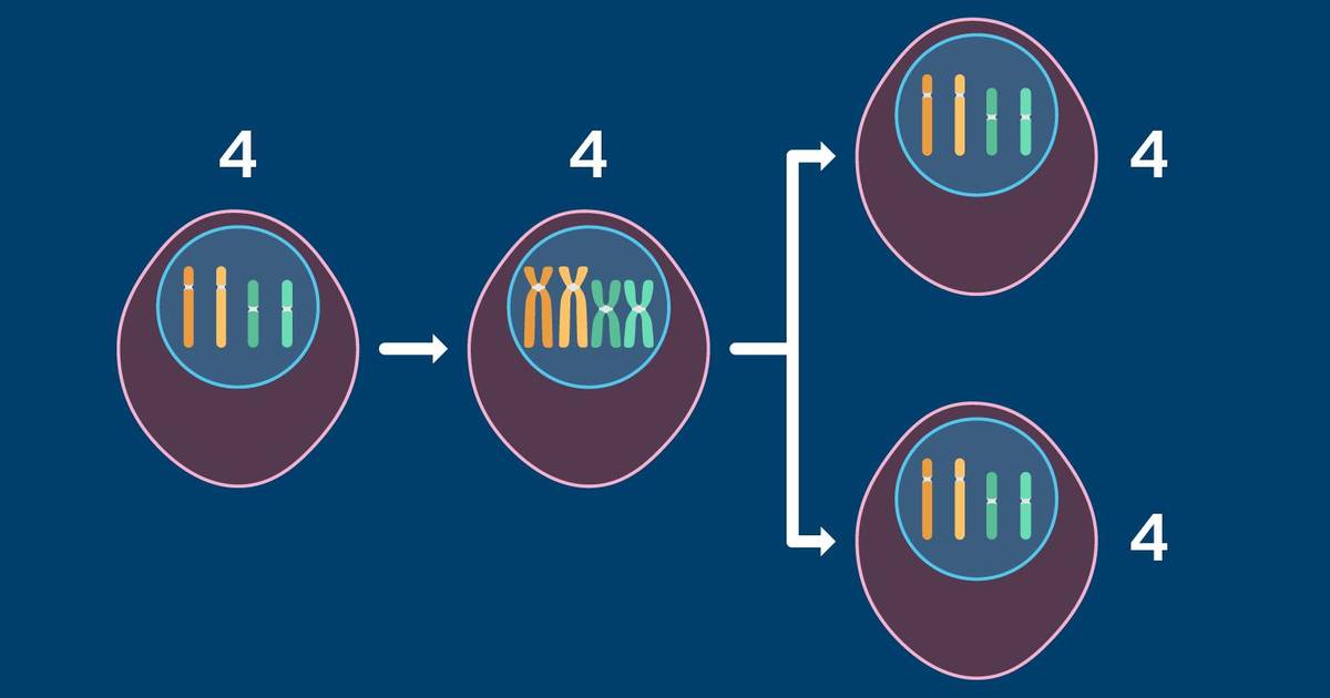 Counting Chromosomes During Mitosis