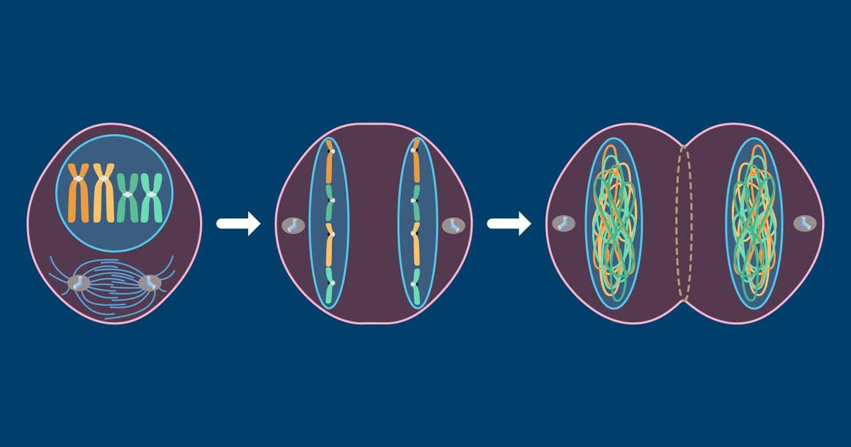 Question Set: Mitosis and Cytokinesis