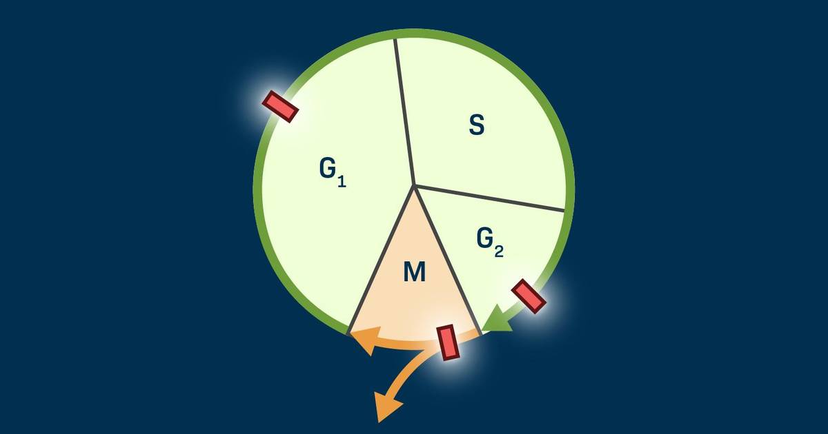 Factors that Control Mitotic Division in Eukaryotic Cells
