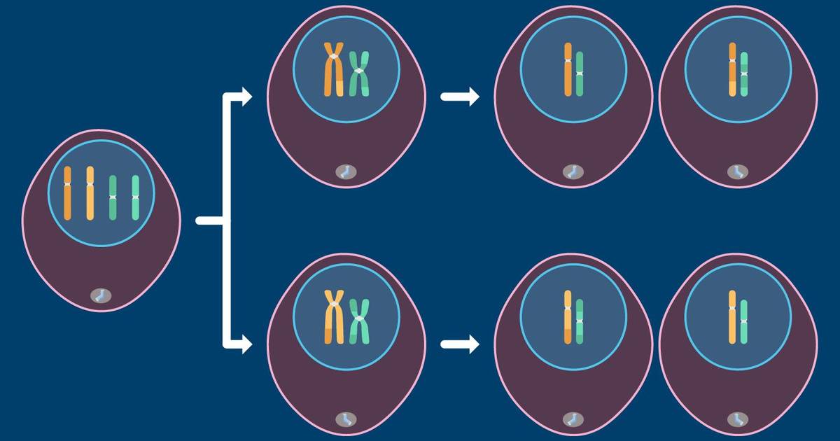 Meiosis: An Overview