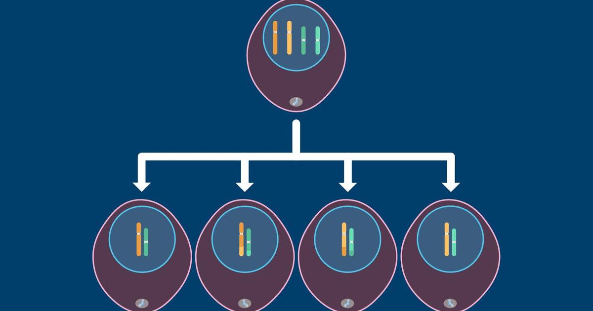The Phases of Meiosis