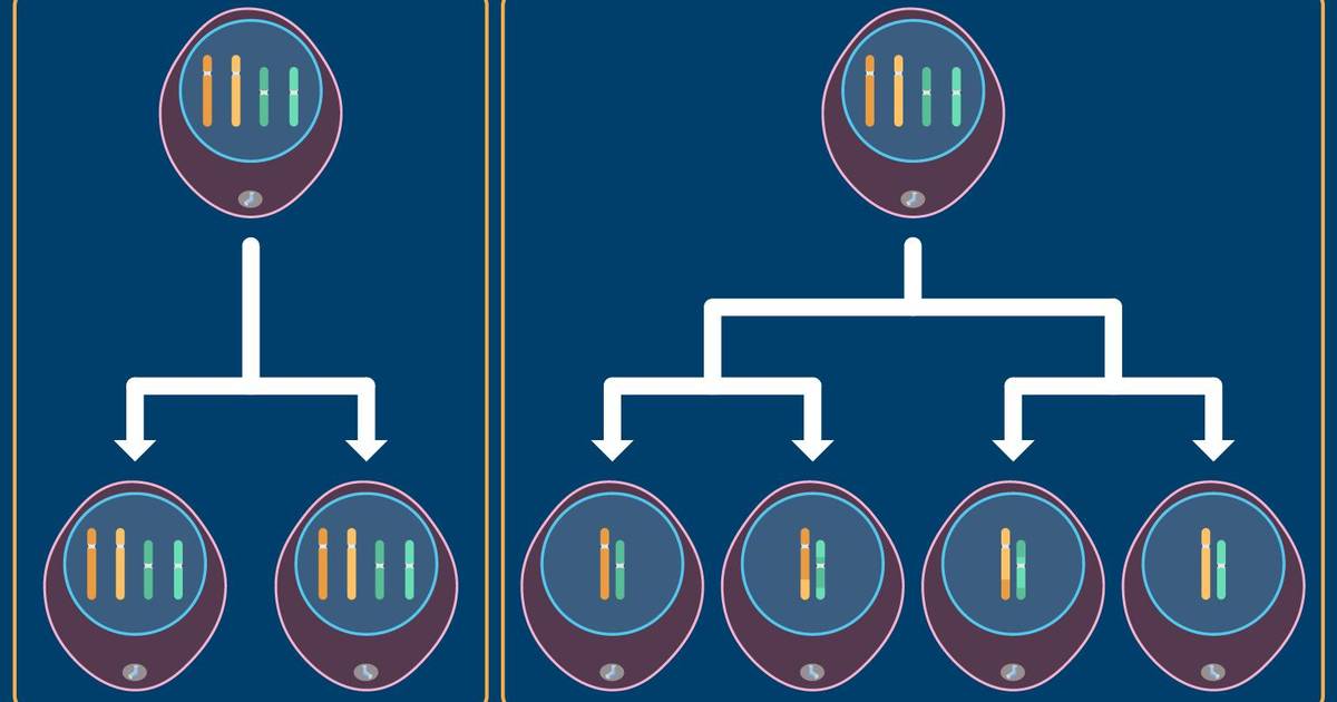 Mitosis vs Meiosis