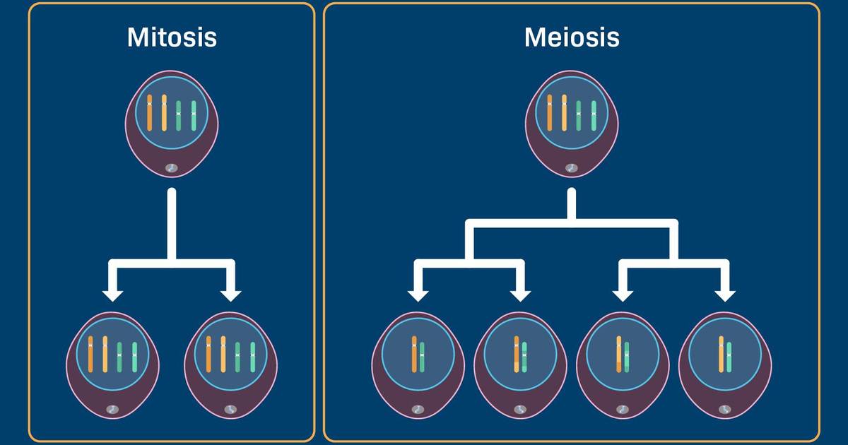 Question Set: Mitosis vs Meiosis