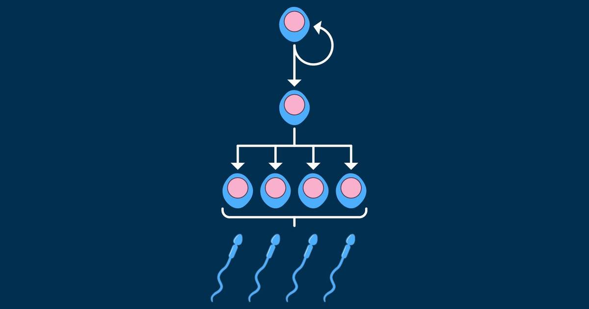 Spermatogenesis