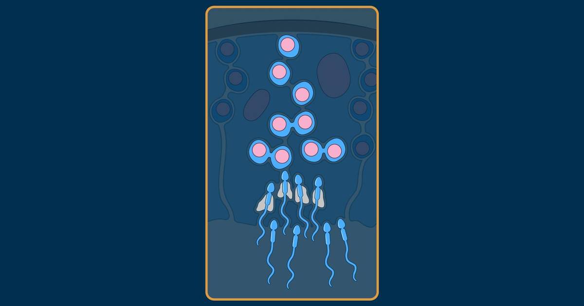 Spermatogenesis: A Summary