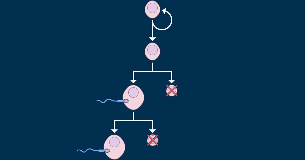 Oogenesis