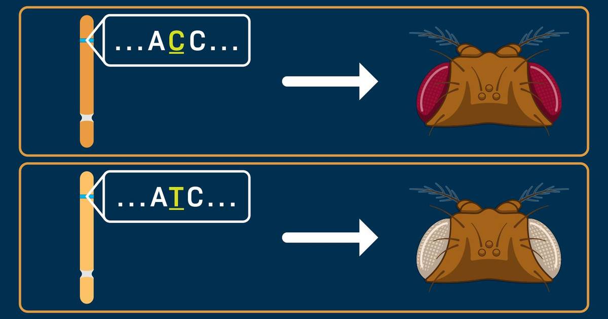 From Genotype to Phenotype
